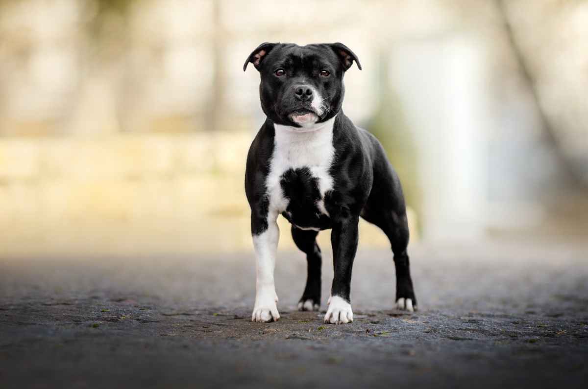 difficulte-acces-assurance-emprunteur-chien-categorie-1